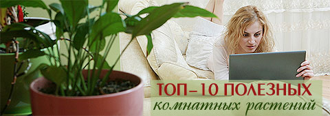 Топ-10 полезных комнатных растений